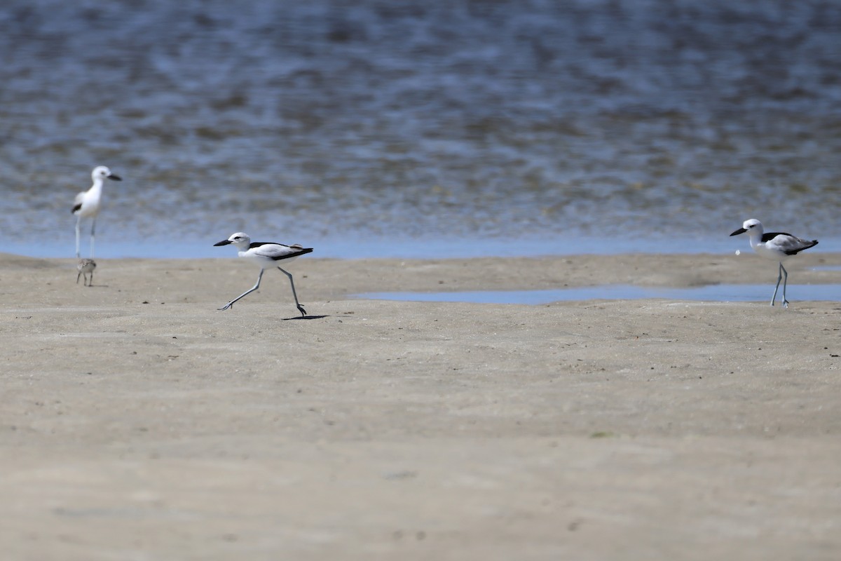 Reiherläufer - ML652686740