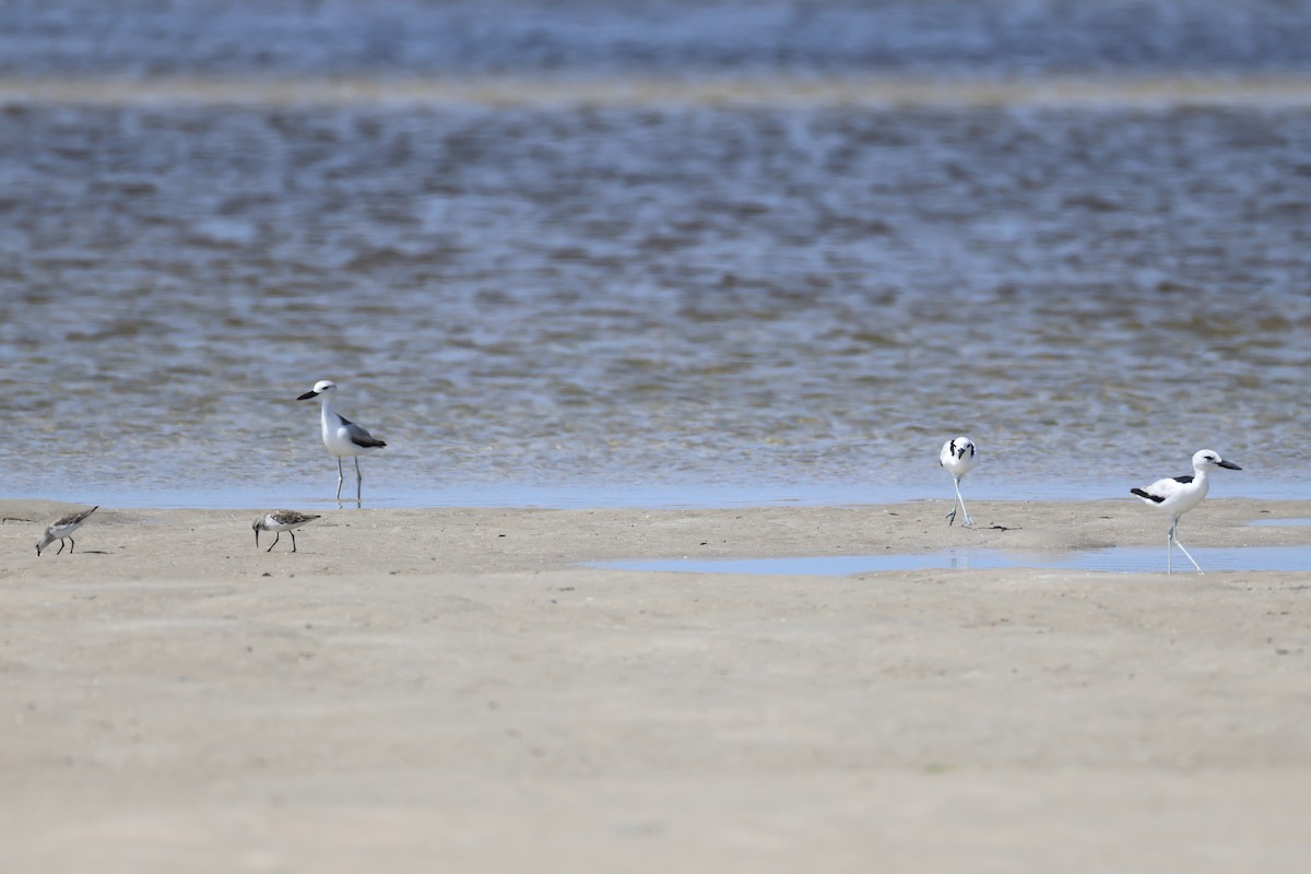 Reiherläufer - ML652686741