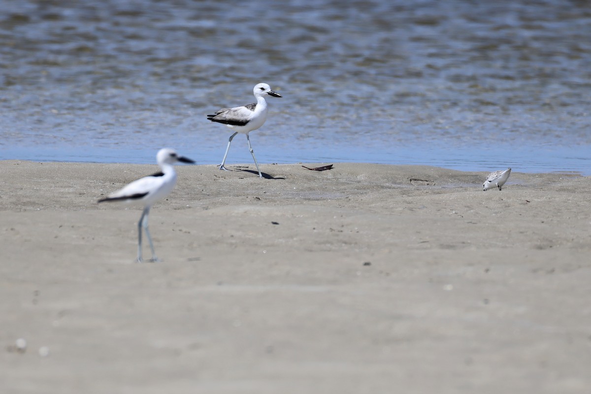 Reiherläufer - ML652686761