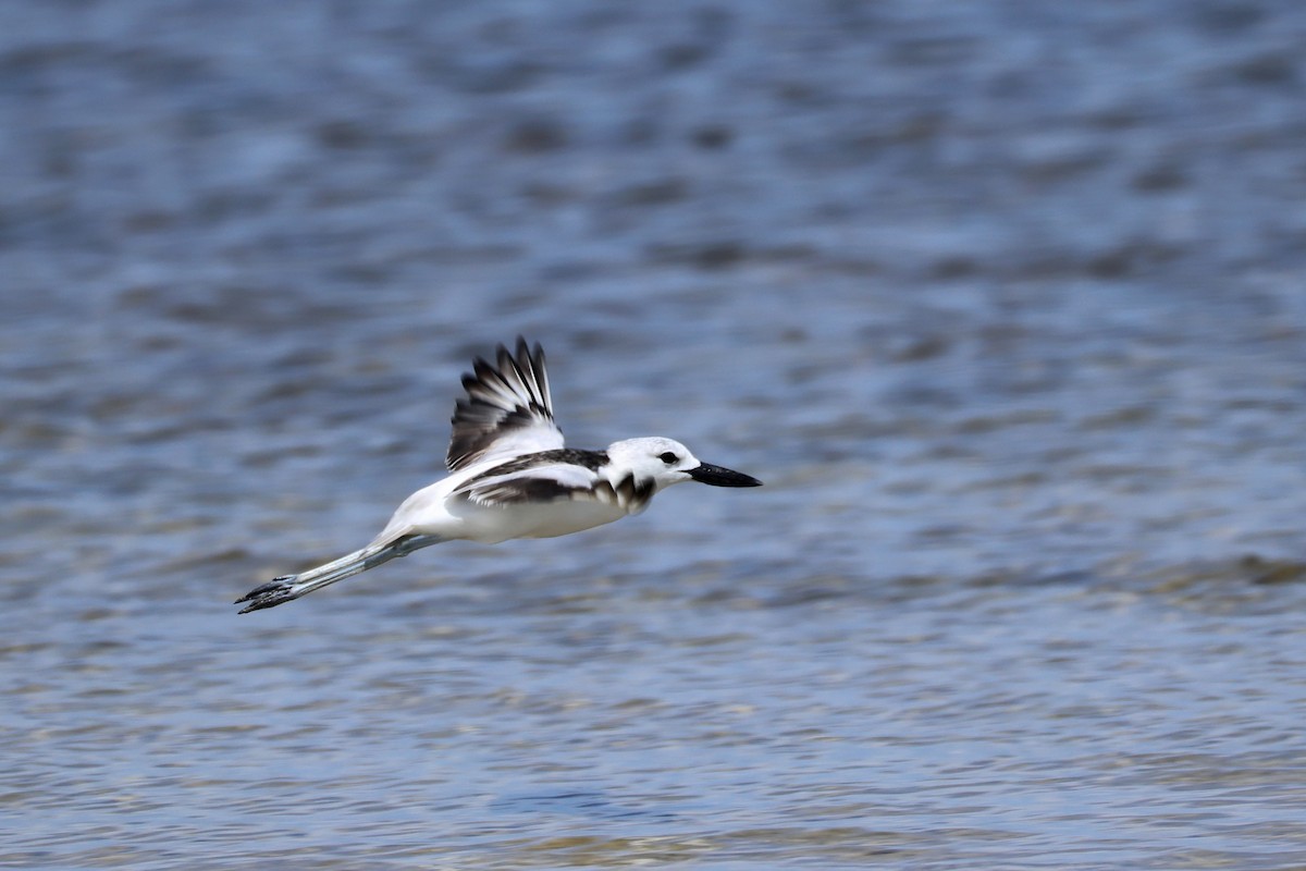 Reiherläufer - ML652686833