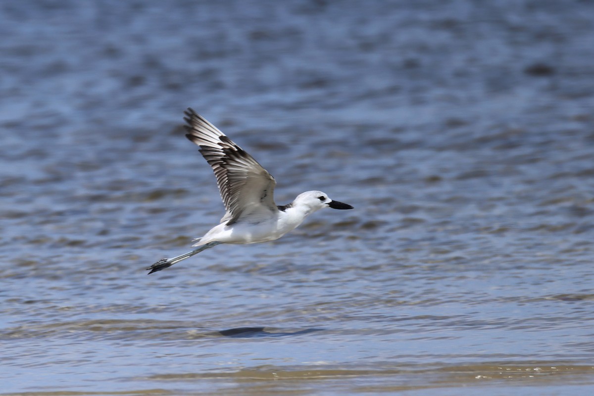 Reiherläufer - ML652686834