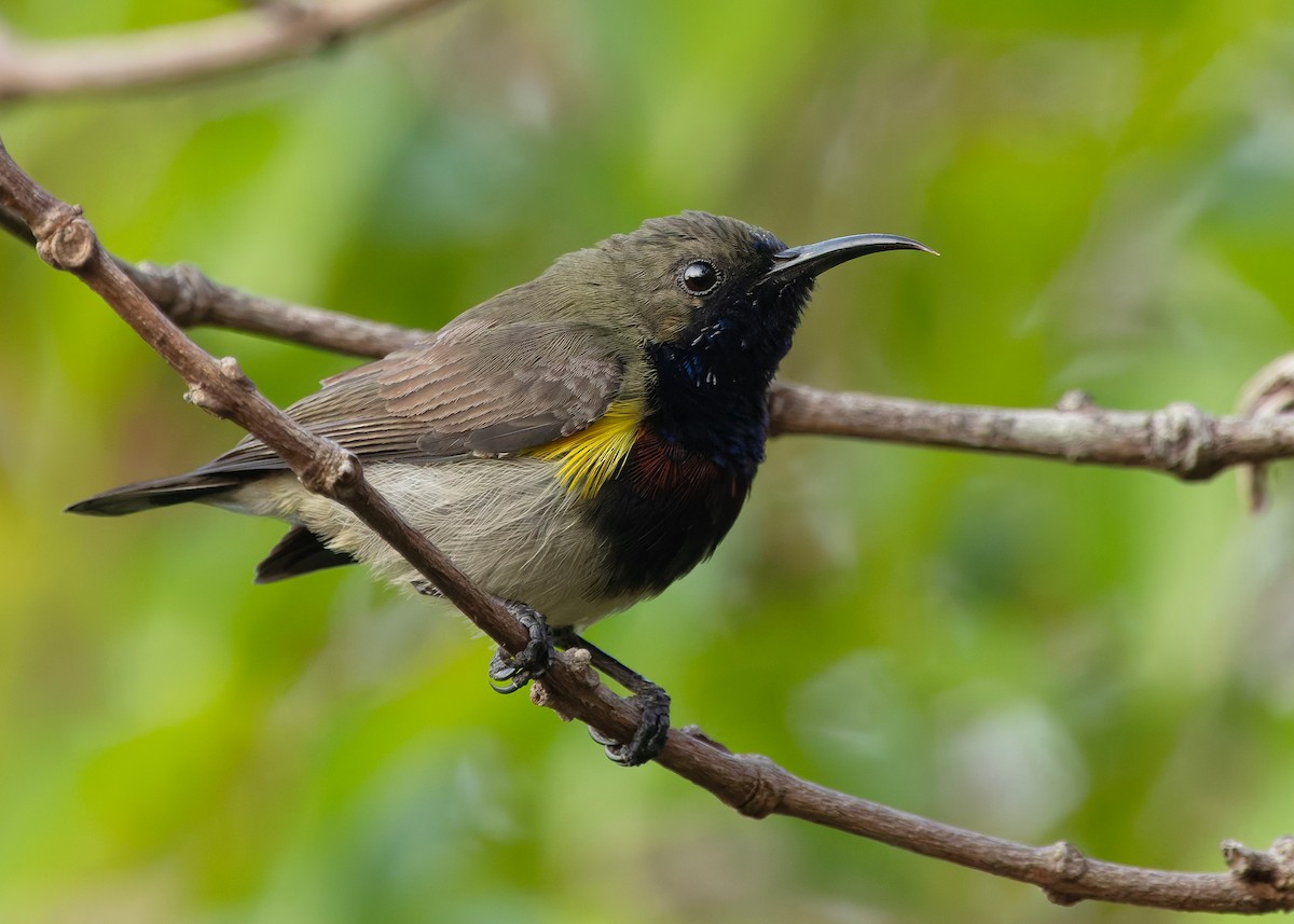 Ornate Sunbird (Cream-bellied) - ML652686863