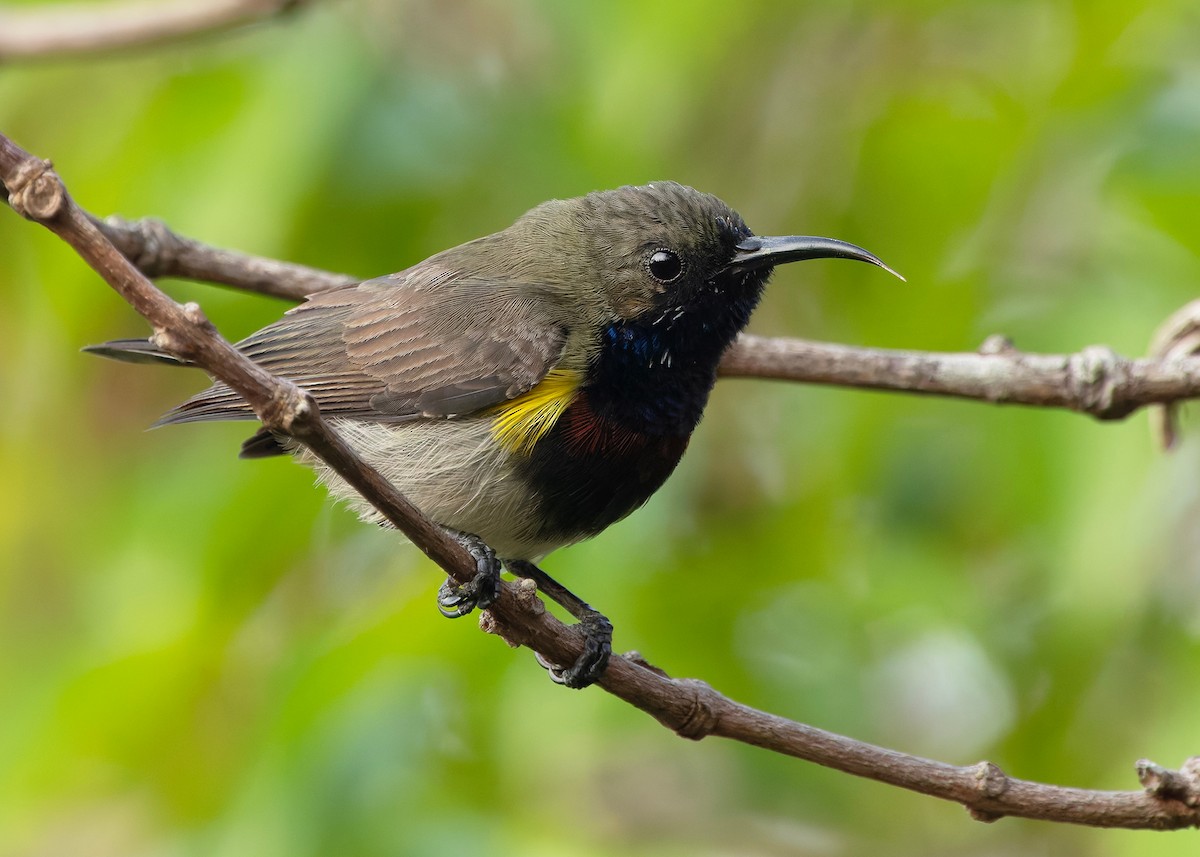 Ornate Sunbird (Cream-bellied) - ML652686864