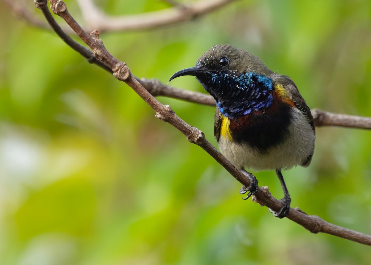 Ornate Sunbird (Cream-bellied) - ML652686865