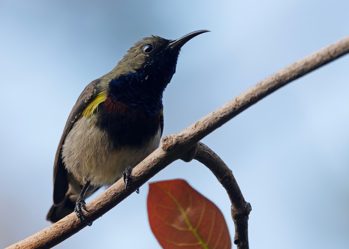 Ornate Sunbird (Cream-bellied) - ML652686866