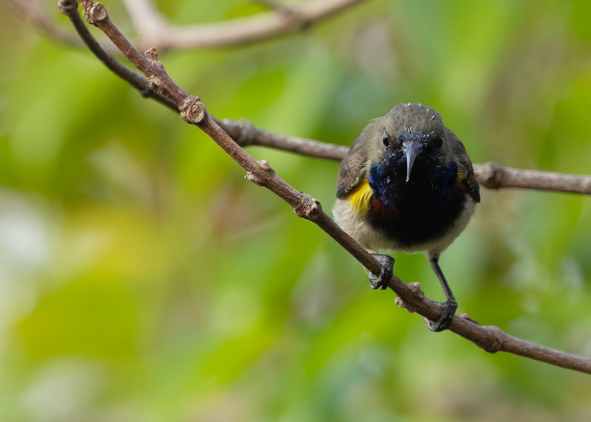 Ornate Sunbird (Cream-bellied) - ML652686867