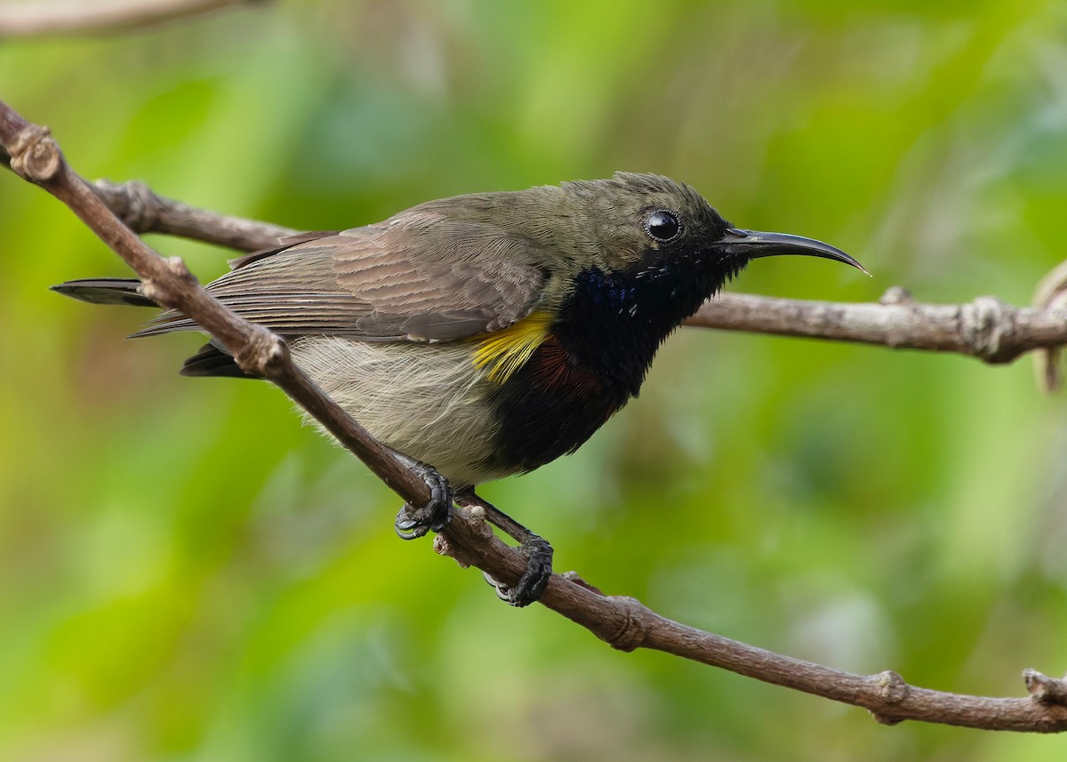 Ornate Sunbird (Cream-bellied) - ML652686868