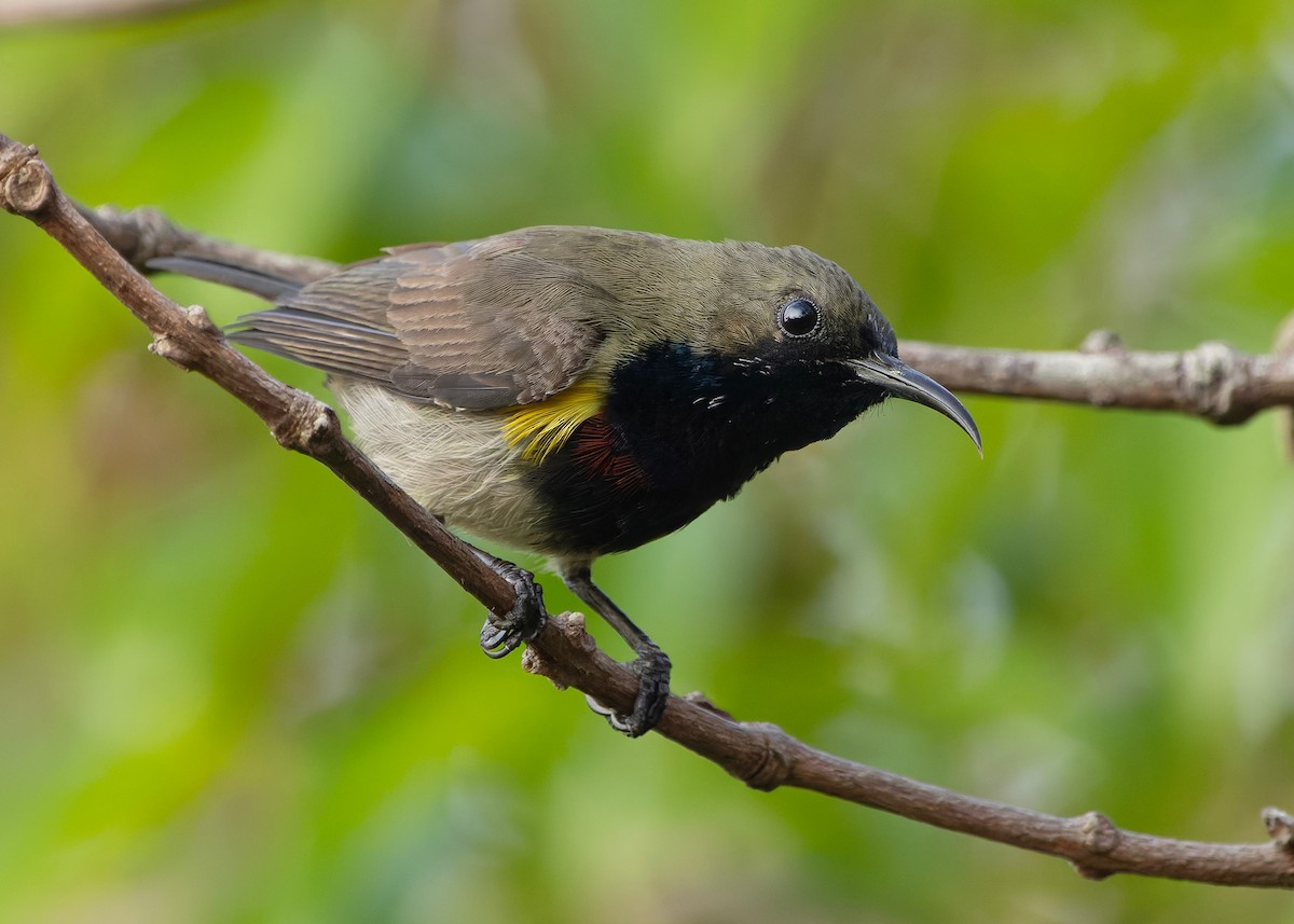 Ornate Sunbird (Cream-bellied) - ML652686869