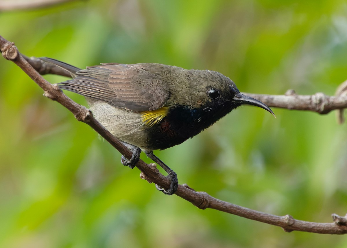 Ornate Sunbird (Cream-bellied) - ML652686870