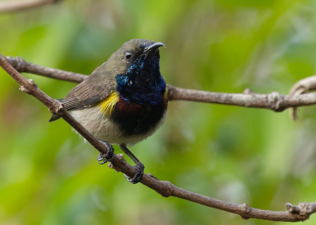 Ornate Sunbird (Cream-bellied) - ML652686871