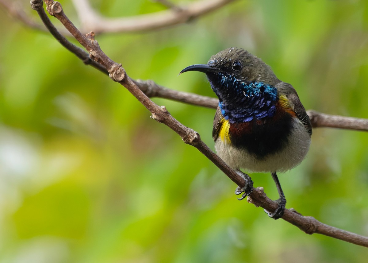 Ornate Sunbird (Cream-bellied) - ML652686872