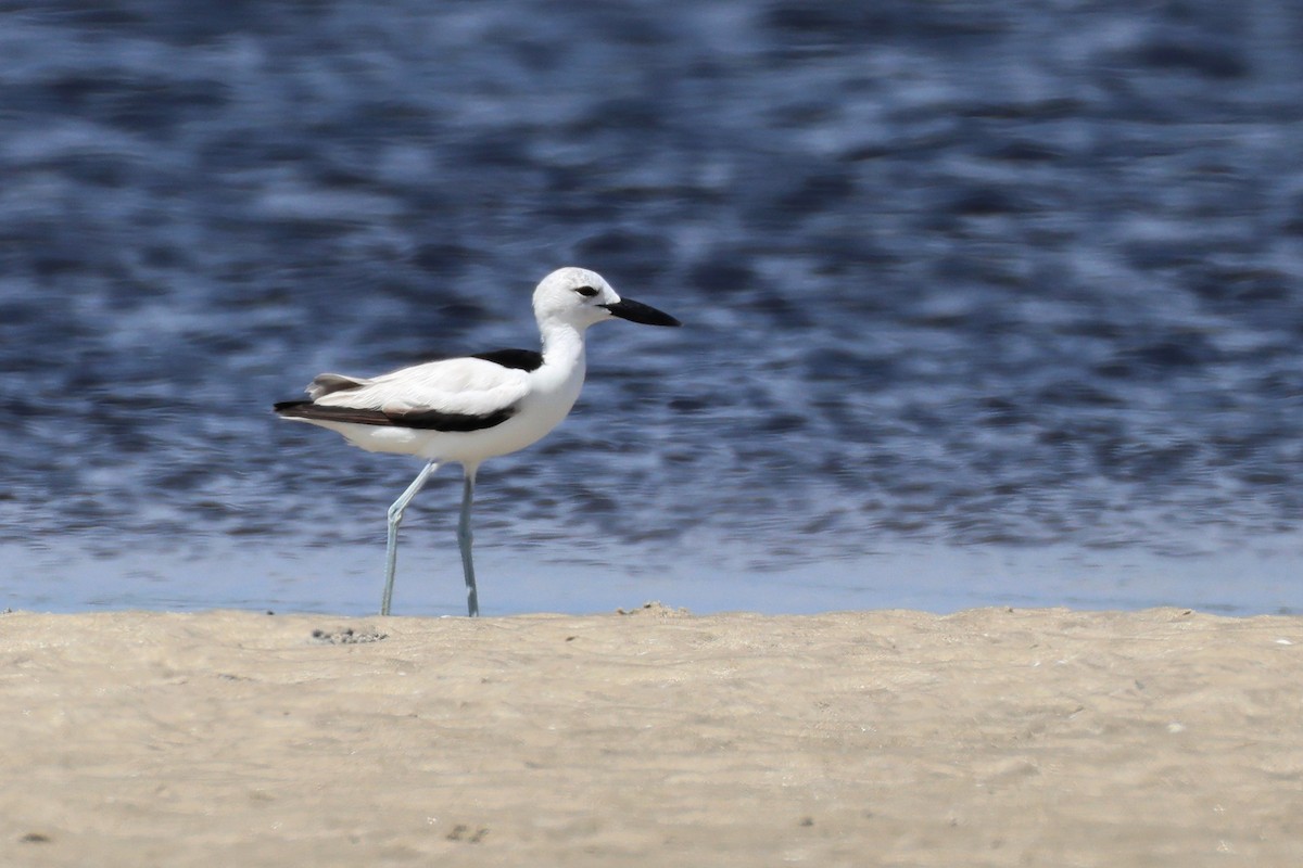 Reiherläufer - ML652686907