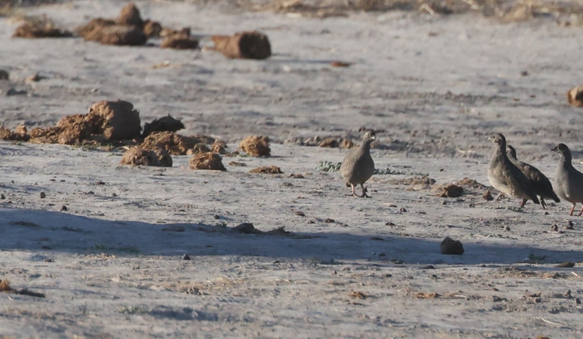 Красноклювый франколин - ML652687274