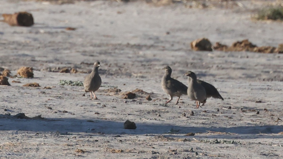 Красноклювый франколин - ML652687275