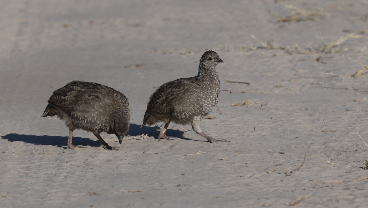 Красноклювый франколин - ML652687278