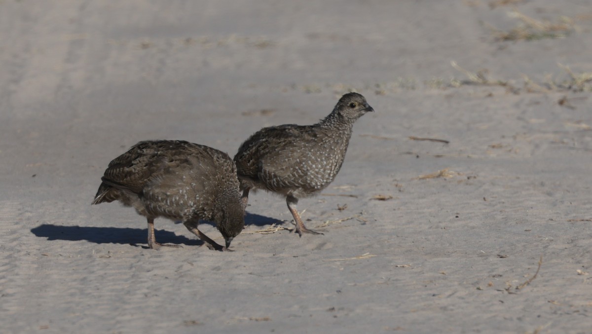 Красноклювый франколин - ML652687280