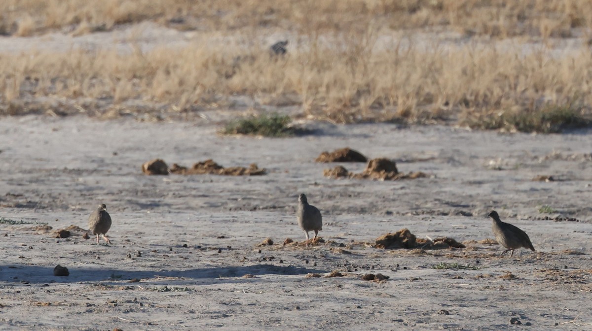 Красноклювый франколин - ML652687281