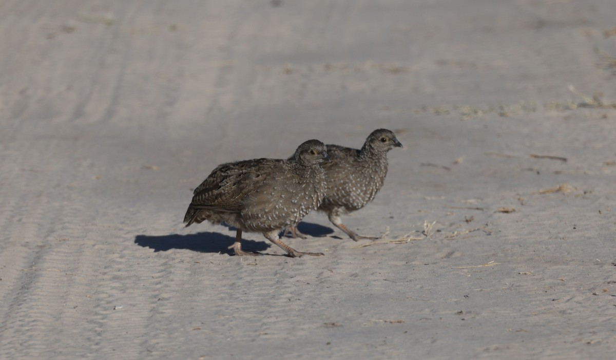 Красноклювый франколин - ML652687282