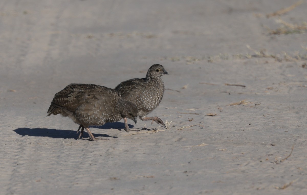 Красноклювый франколин - ML652687283