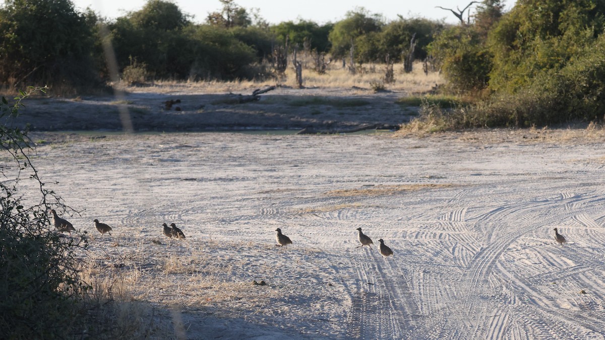 Красноклювый франколин - ML652687284