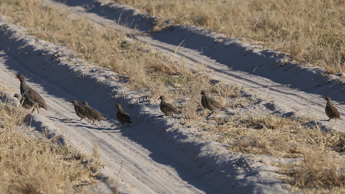 Красноклювый франколин - ML652687286