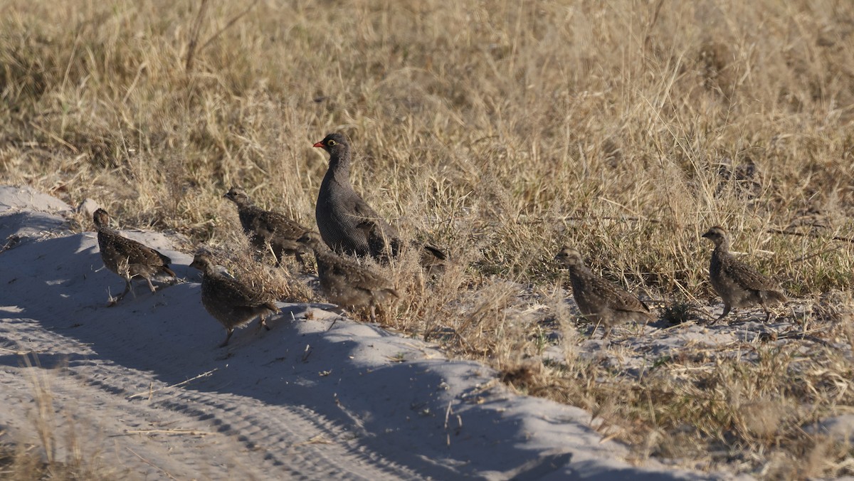 Красноклювый франколин - ML652687287