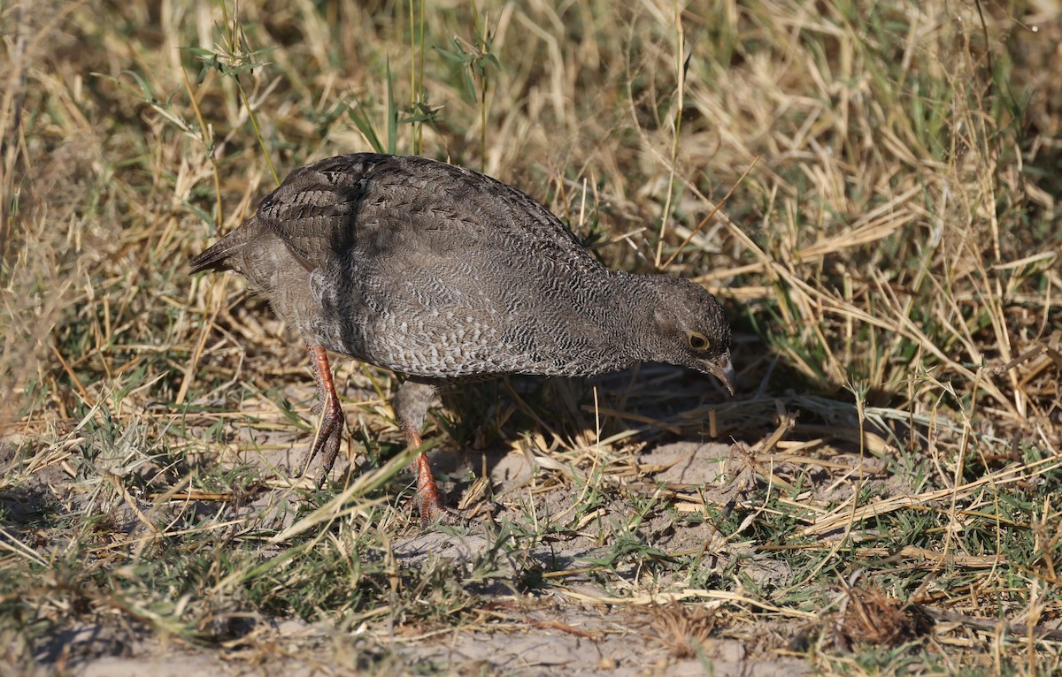 Красноклювый франколин - ML652687289