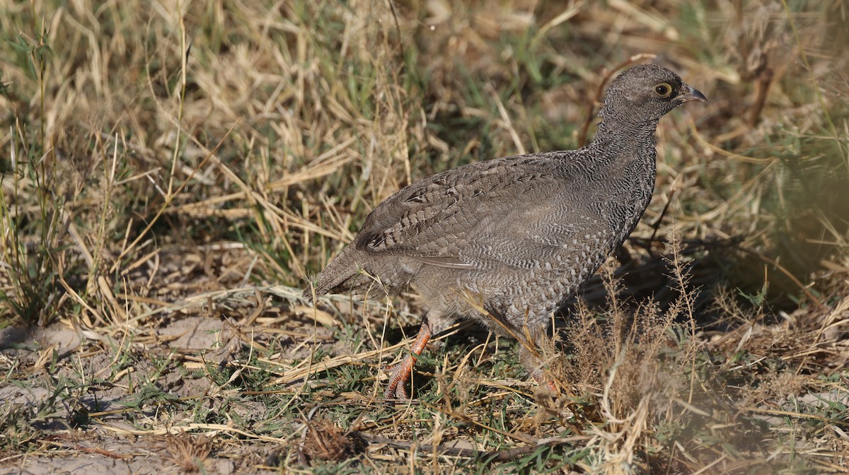 Красноклювый франколин - ML652687290