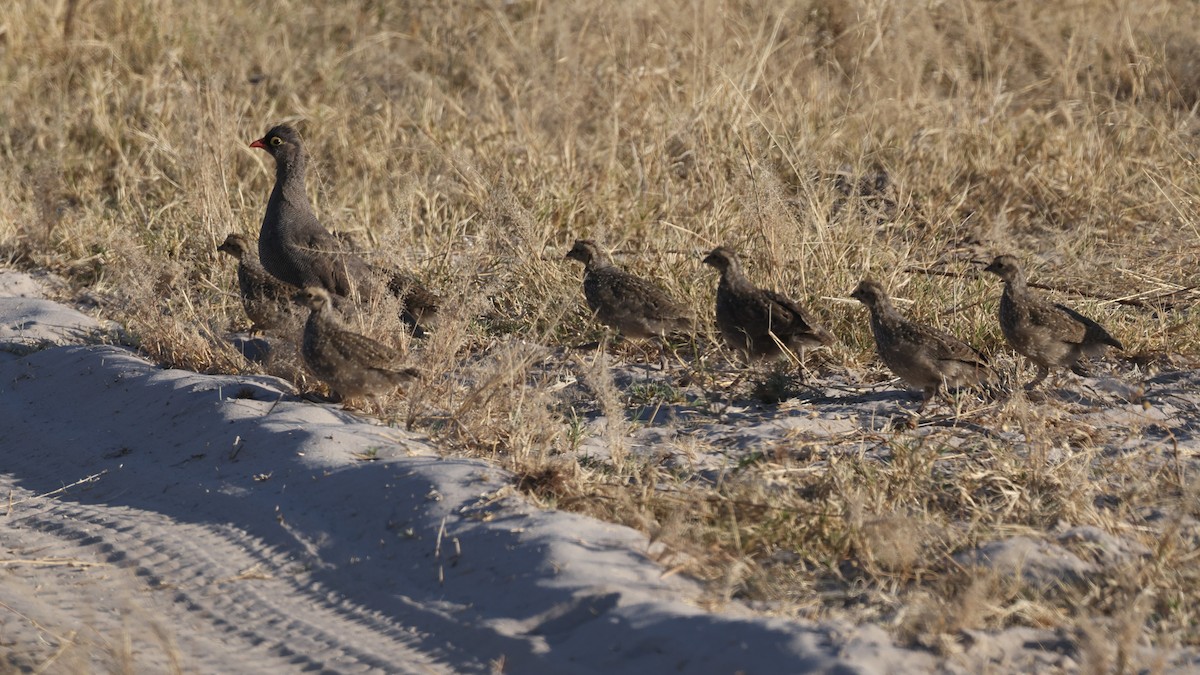 Красноклювый франколин - ML652687291
