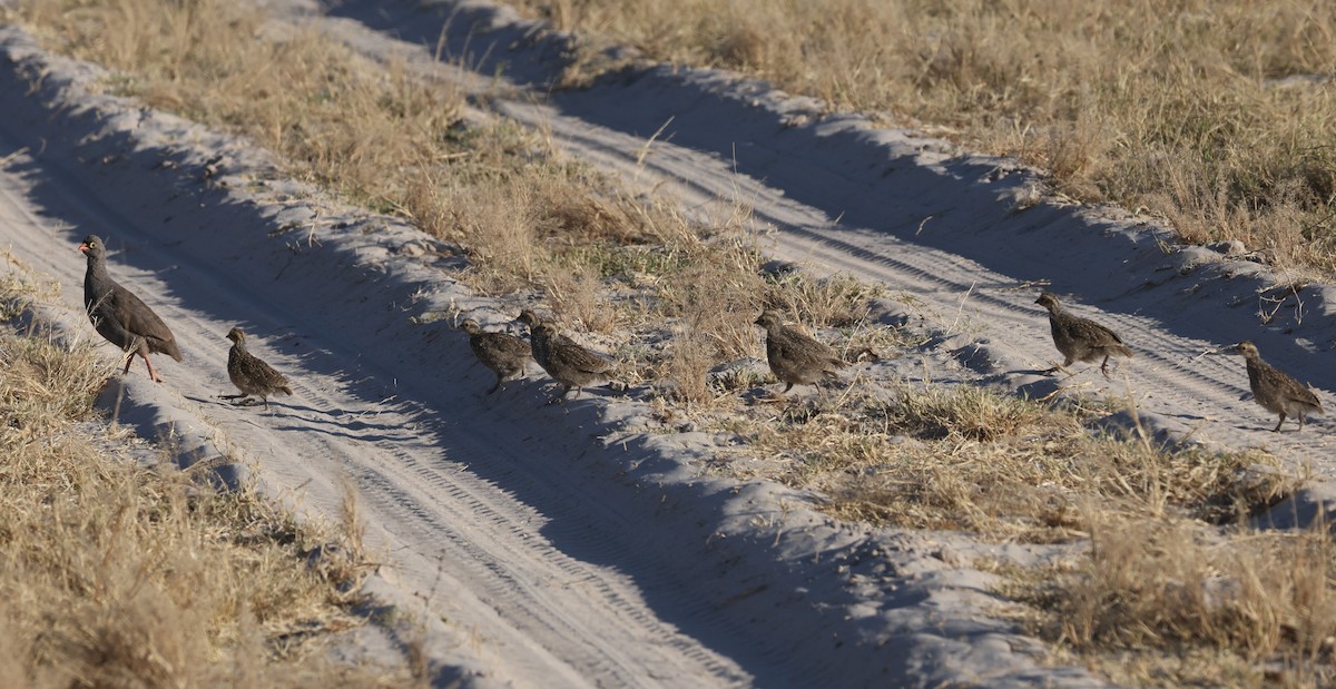 Красноклювый франколин - ML652687292