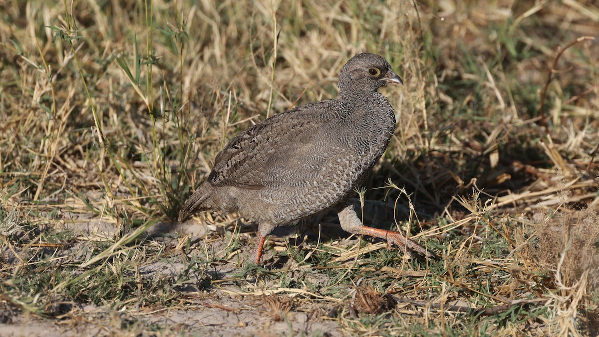 Красноклювый франколин - ML652687293