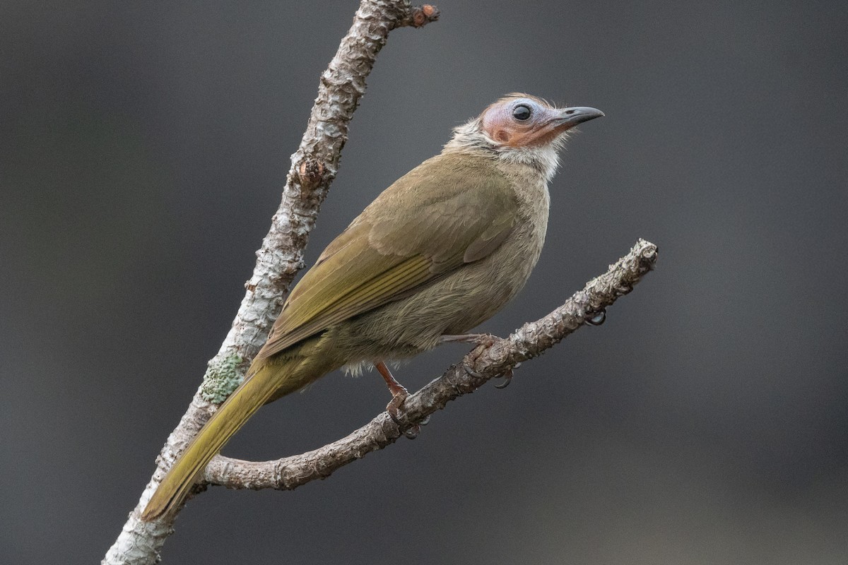 Bare-faced Bulbul - ML652687418