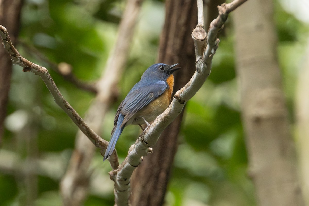 Hill Blue Flycatcher - ML652687432