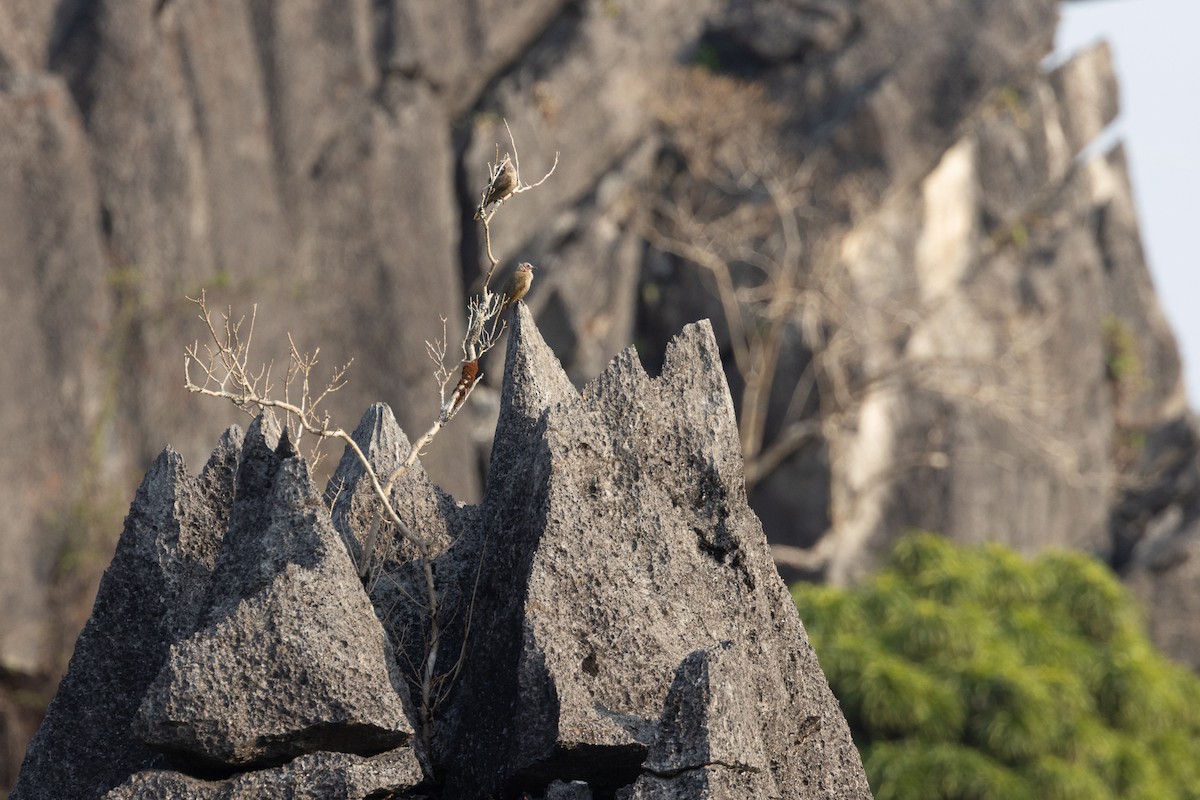 Bare-faced Bulbul - ML652687484