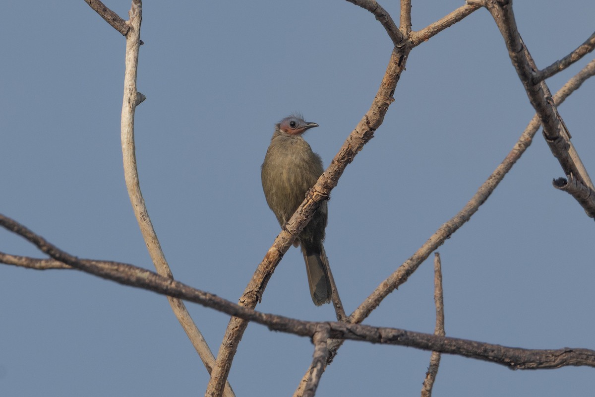 Bare-faced Bulbul - ML652687485