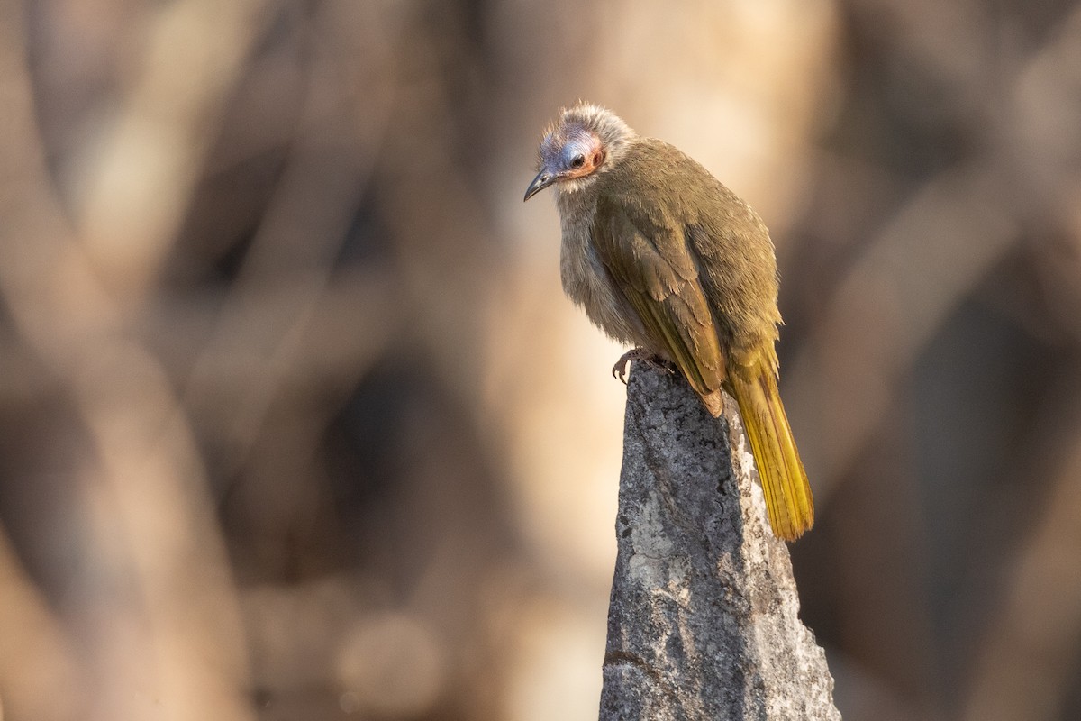 Bare-faced Bulbul - ML652687486