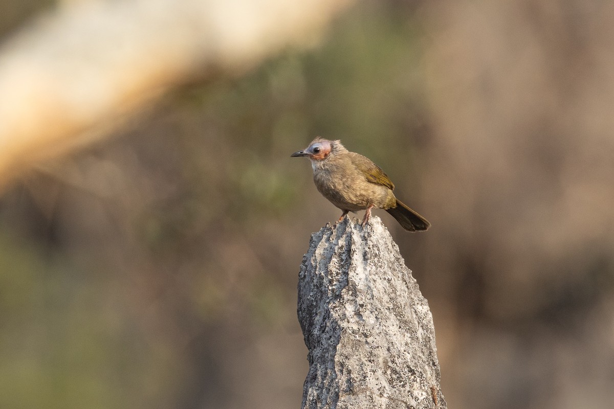 Bare-faced Bulbul - ML652687487