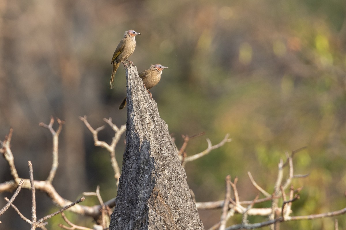 Bare-faced Bulbul - ML652687488