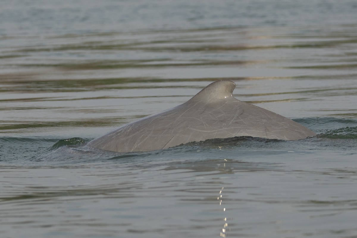 Irrawaddy Dolphin - ML652687592