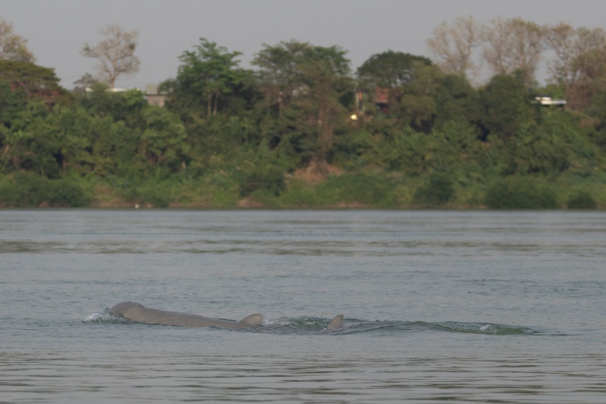 Irrawaddy Dolphin - ML652687593
