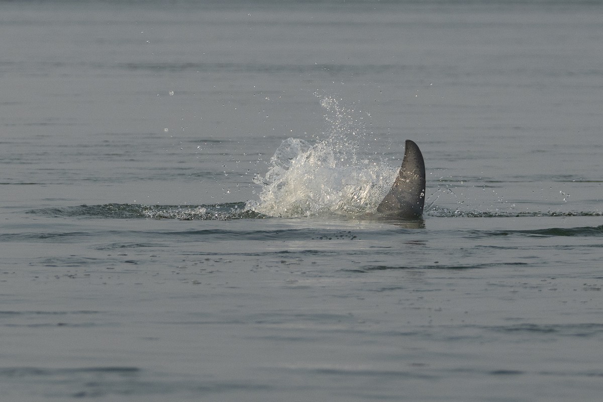 Irrawaddy Dolphin - ML652687594