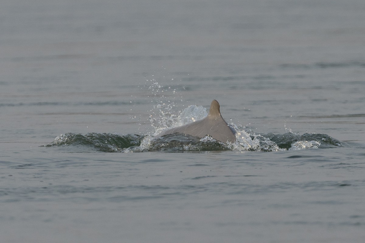 Irrawaddy Dolphin - ML652687595