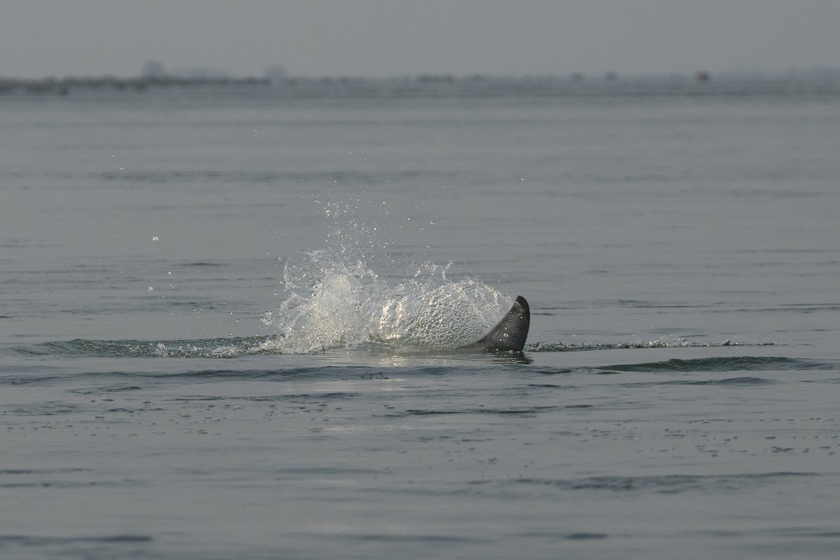 Irrawaddy Dolphin - ML652687596