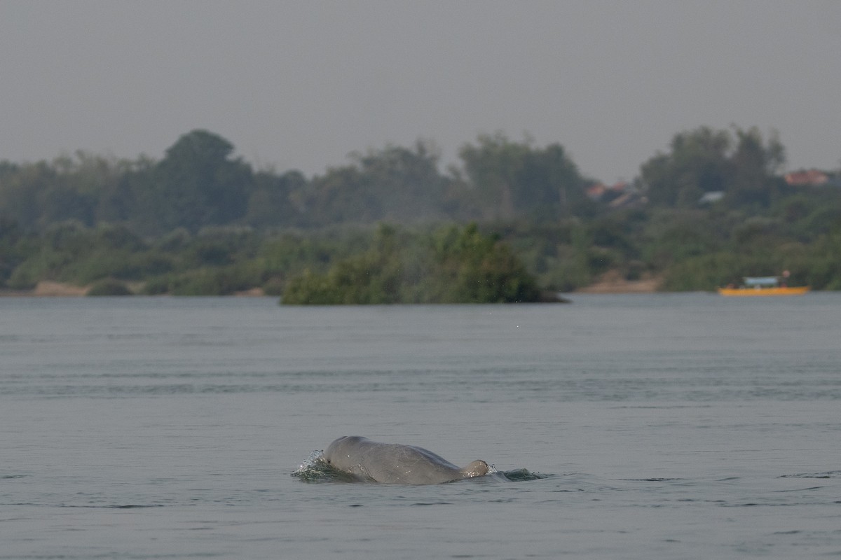 Irrawaddy Dolphin - ML652687597