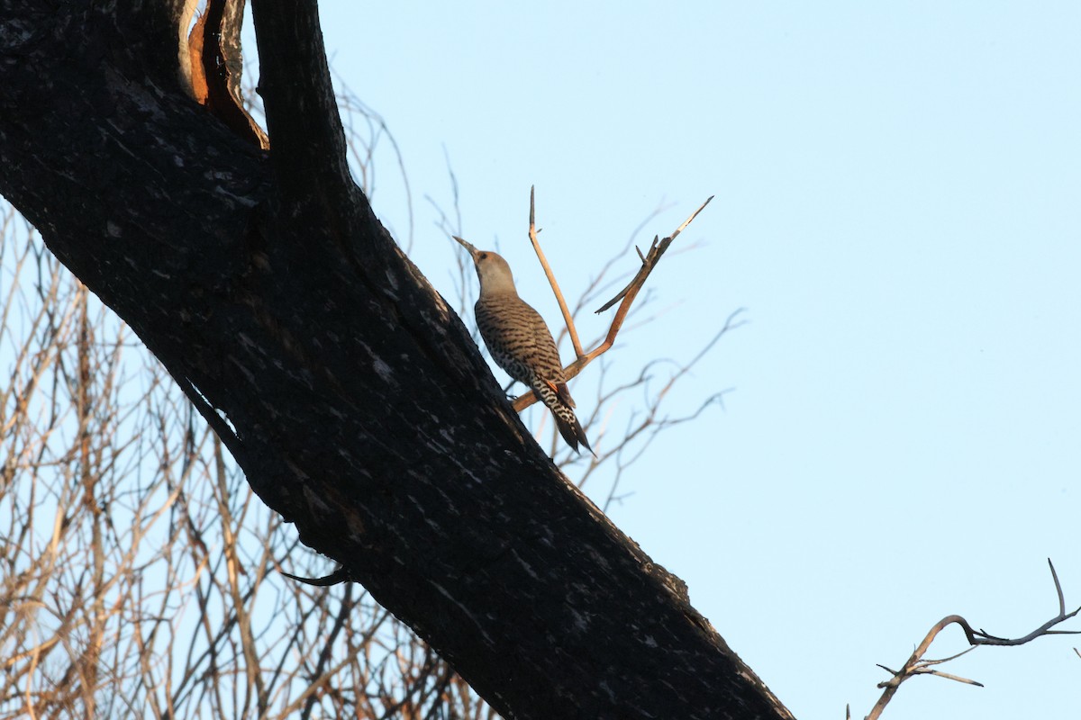 Northern Flicker - ML652687636