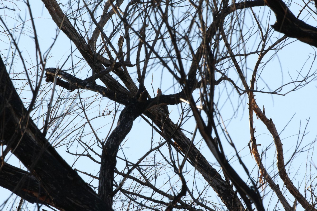 Northern Flicker - ML652687639