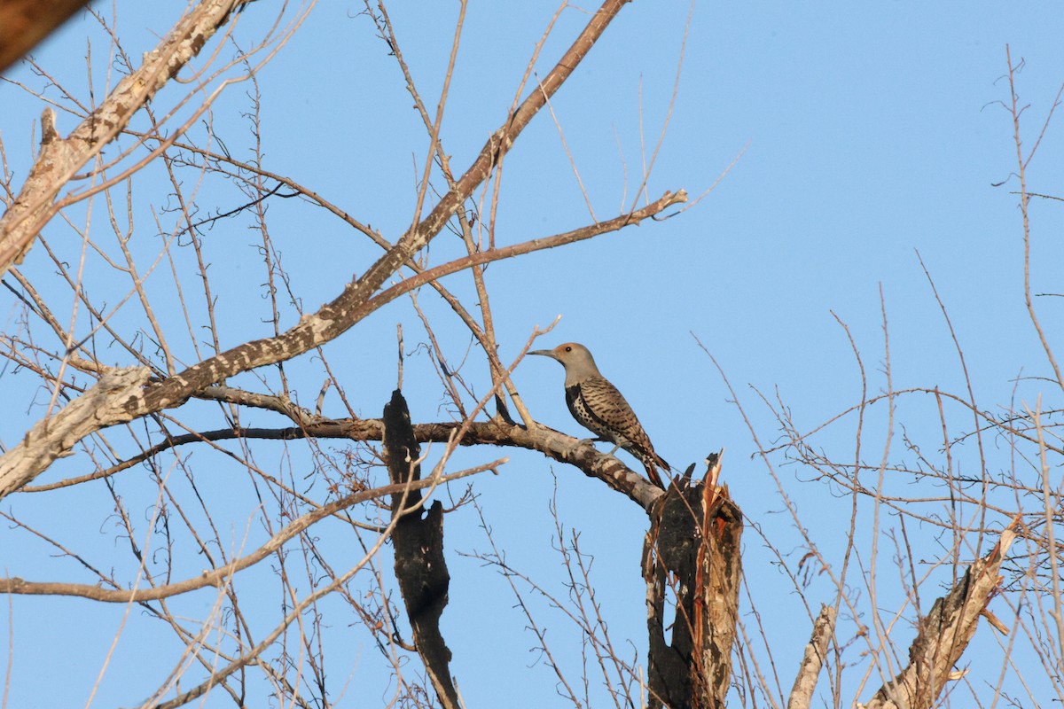 Northern Flicker - ML652687645