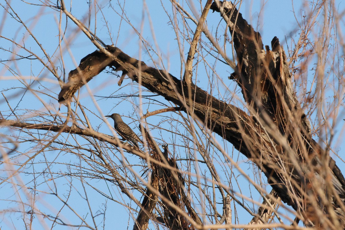 Northern Flicker - ML652687648
