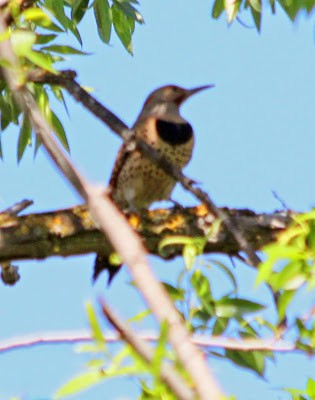 Northern Flicker (Yellow-shafted x Red-shafted) - ML652687662
