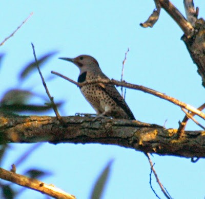 Northern Flicker (Yellow-shafted x Red-shafted) - ML652687693